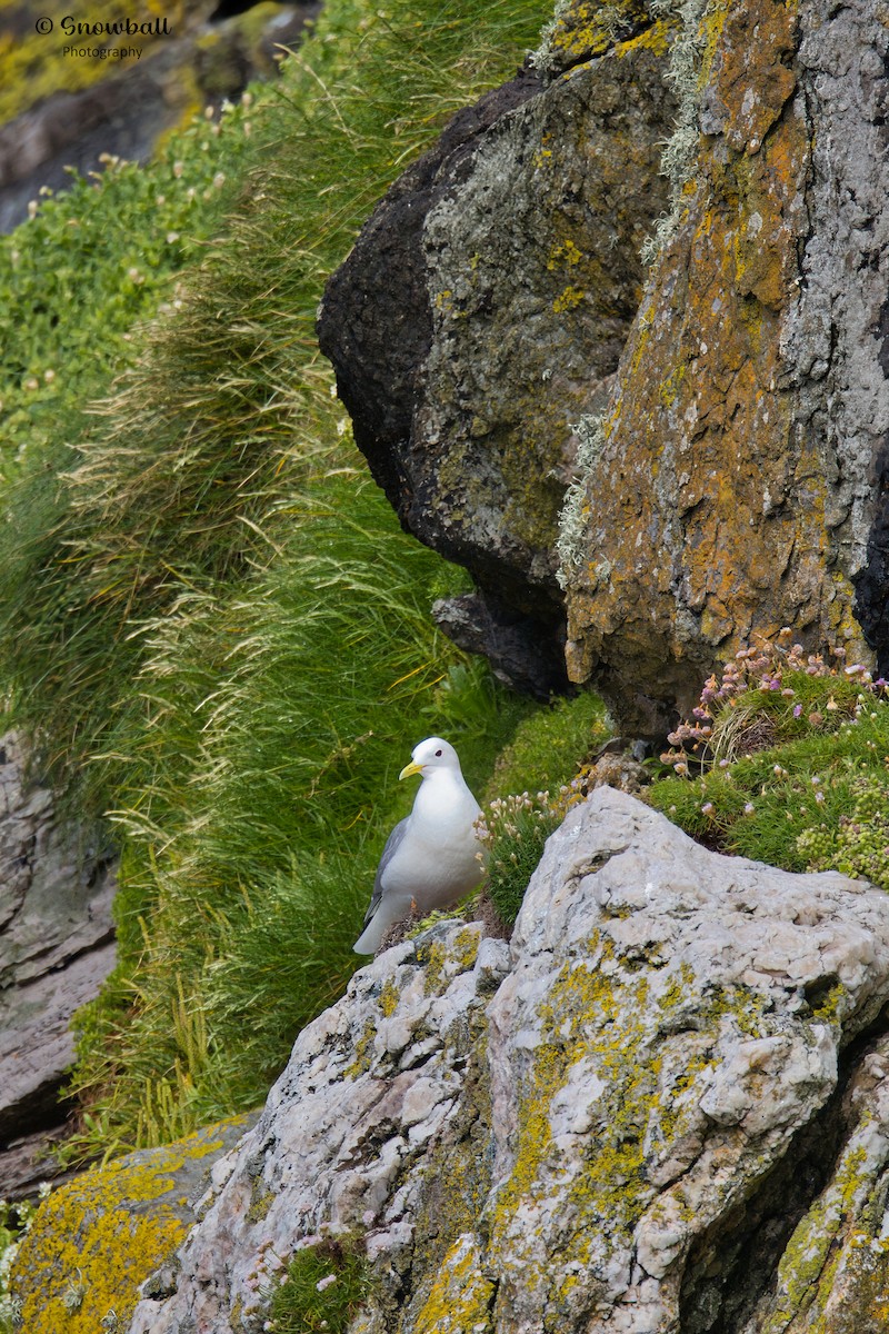 Mouette tridactyle - ML620241122