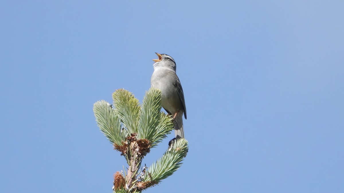 White-crowned Sparrow - ML620241124