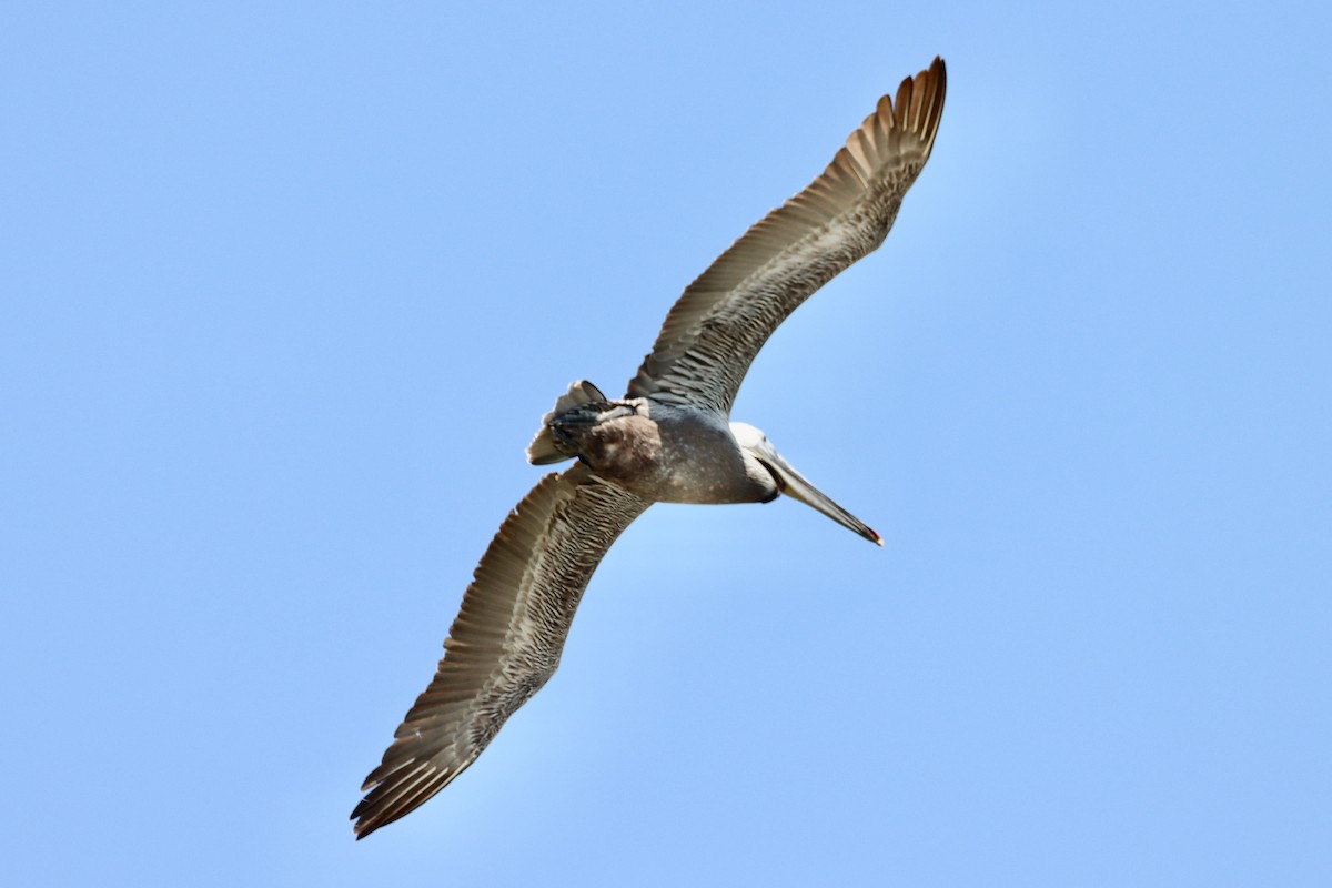 Brown Pelican - ML620241126