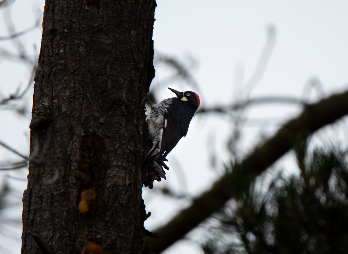 Acorn Woodpecker - ML620241128