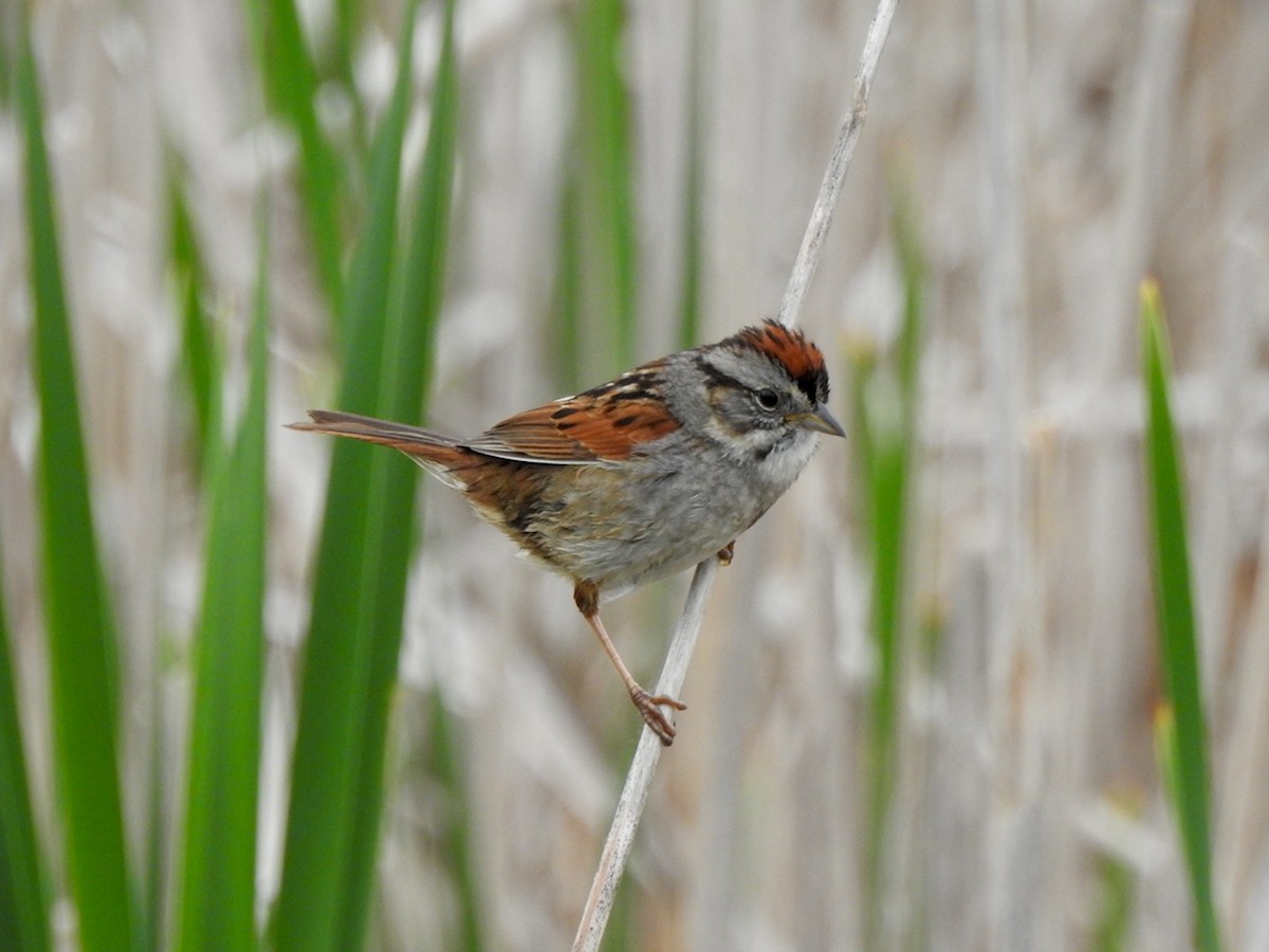 Swamp Sparrow - ML620241145