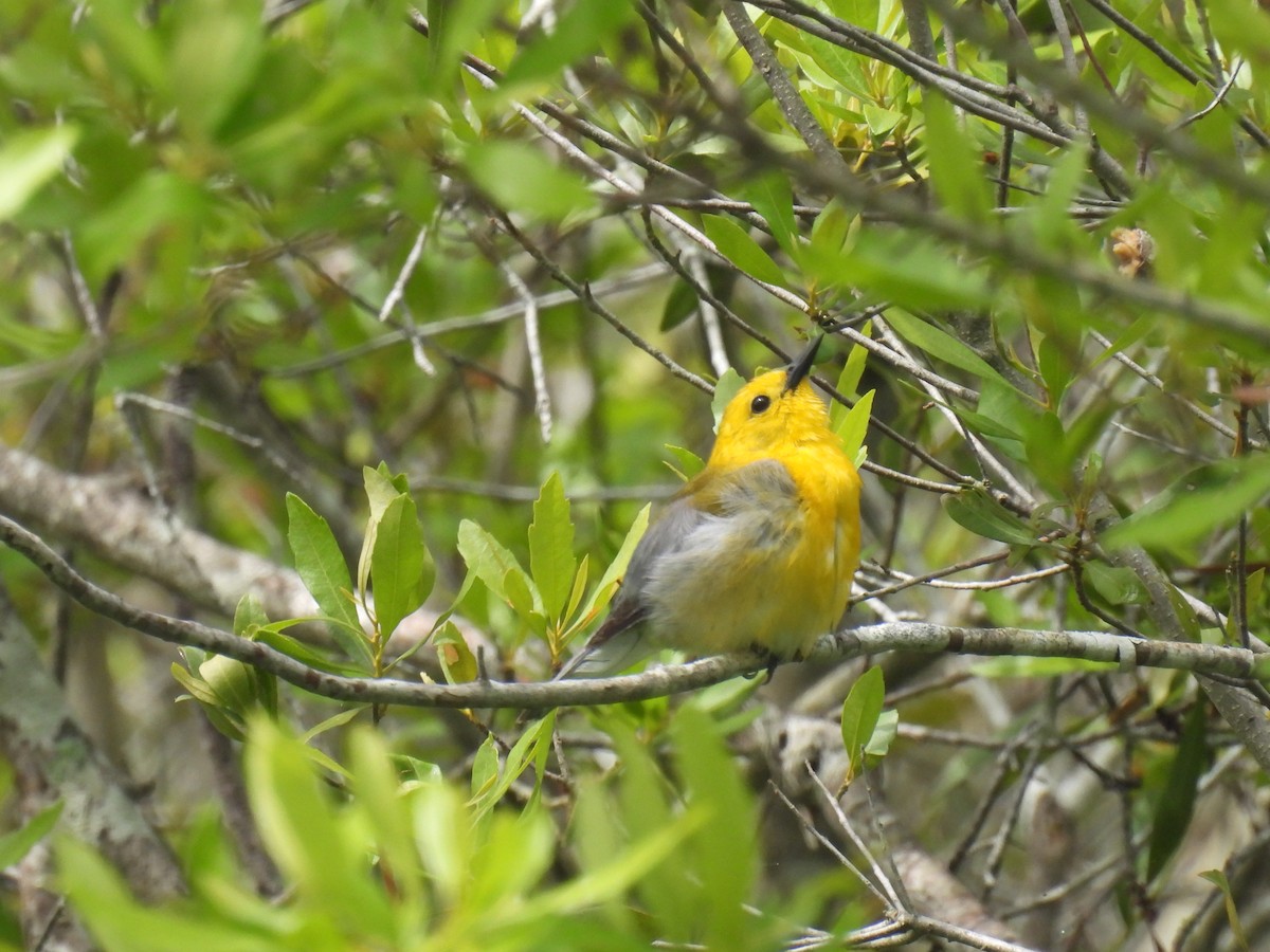Prothonotary Warbler - ML620241147
