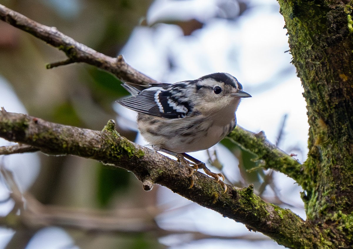 Black-and-white Warbler - ML620241148
