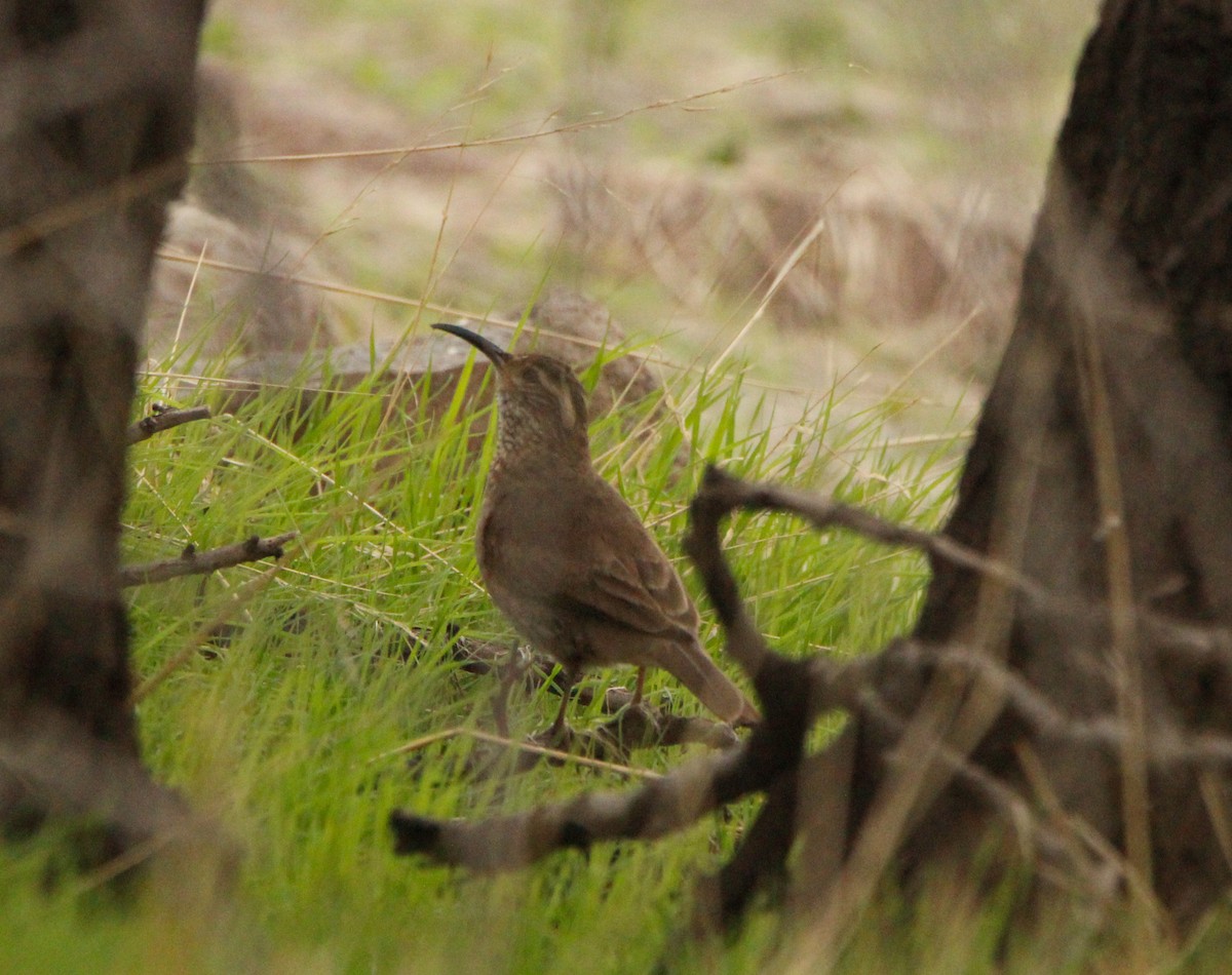 Patagonian Forest Earthcreeper - ML620241165