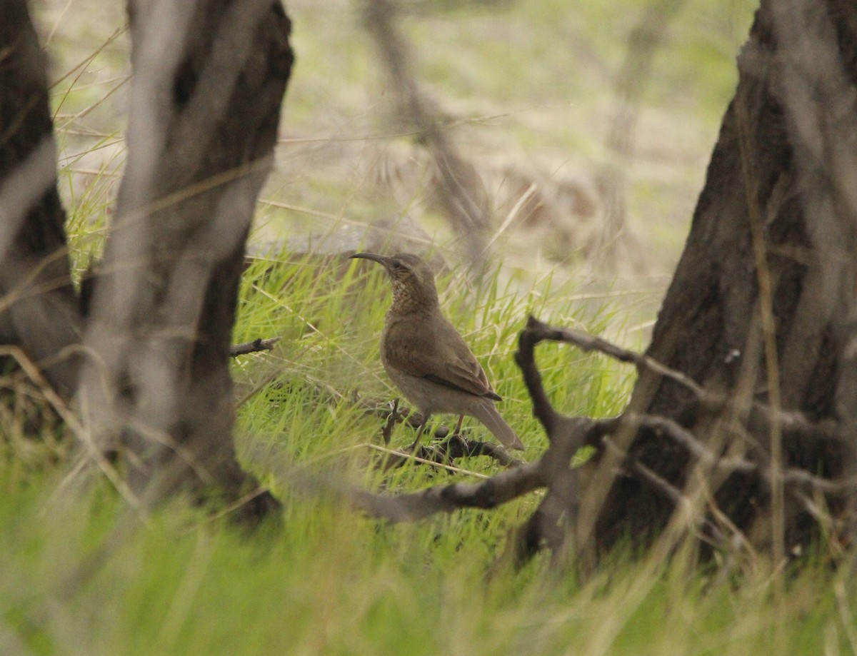 Patagonian Forest Earthcreeper - ML620241166