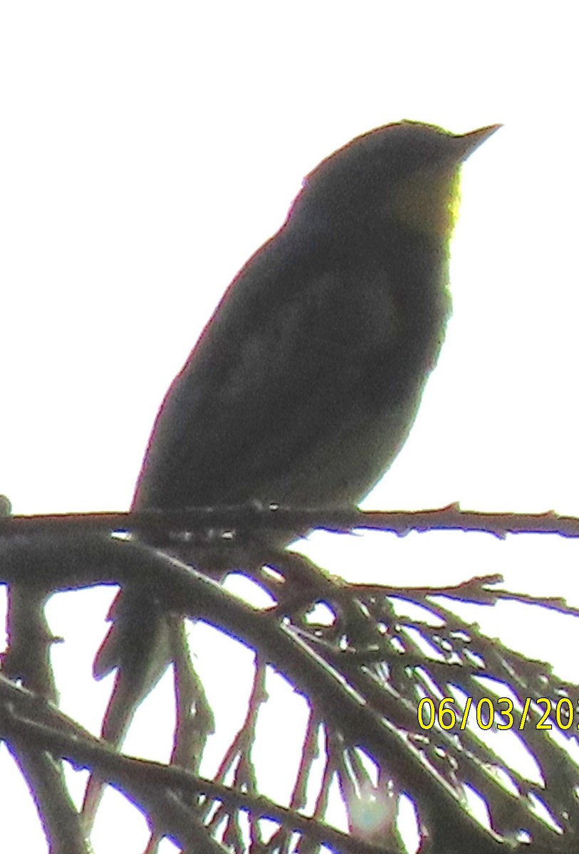 Yellow-rumped Warbler - ML620241174