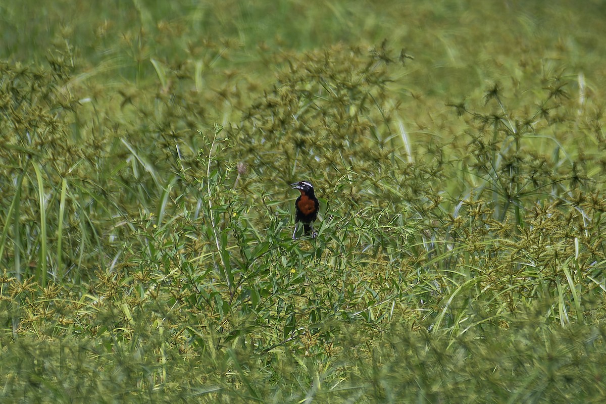 Red-breasted Meadowlark - ML620241175