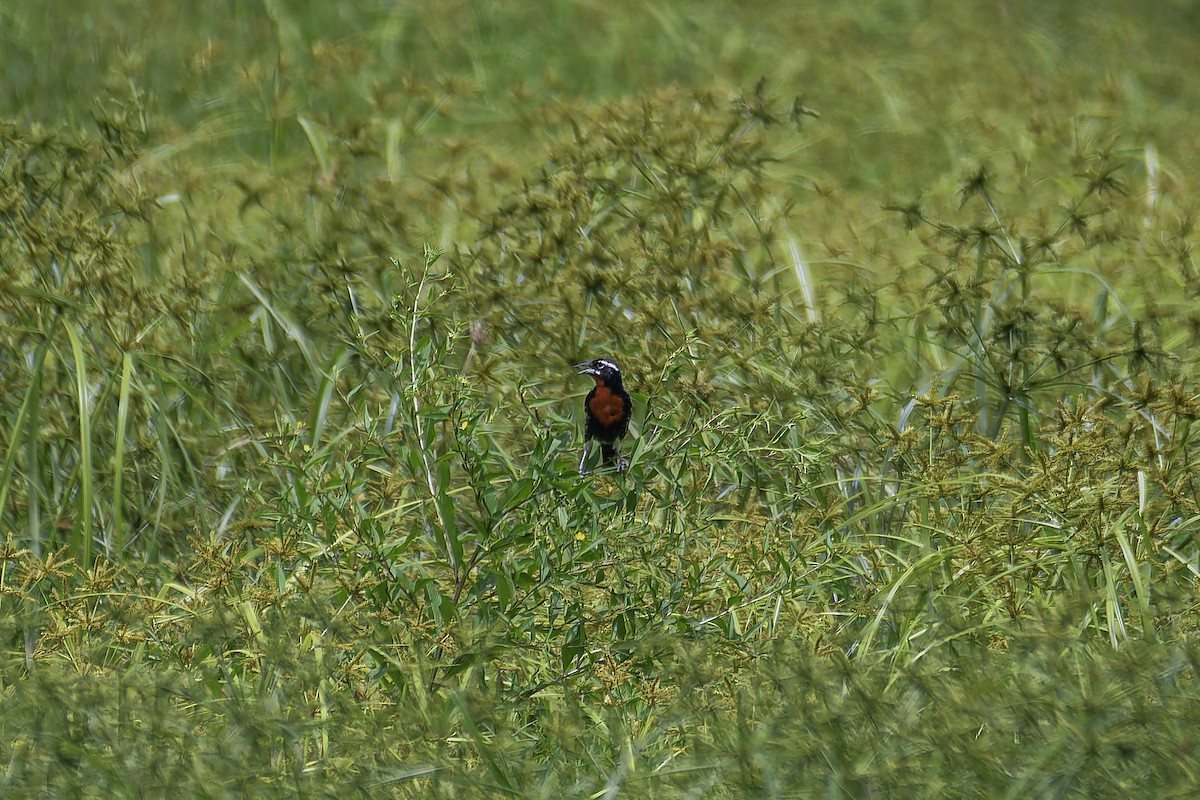 ムネアカマキバドリ - ML620241175