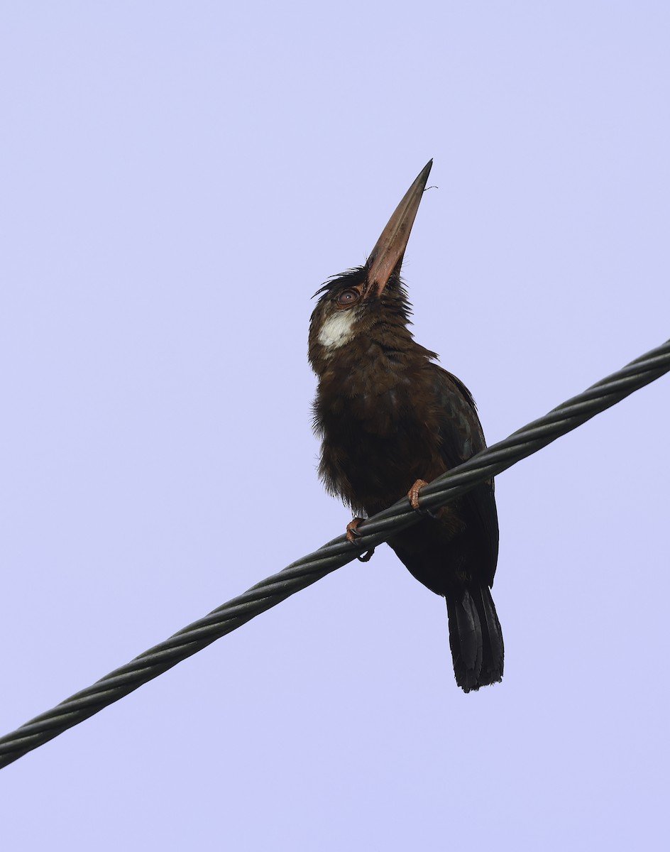 White-eared Jacamar - ML620241180