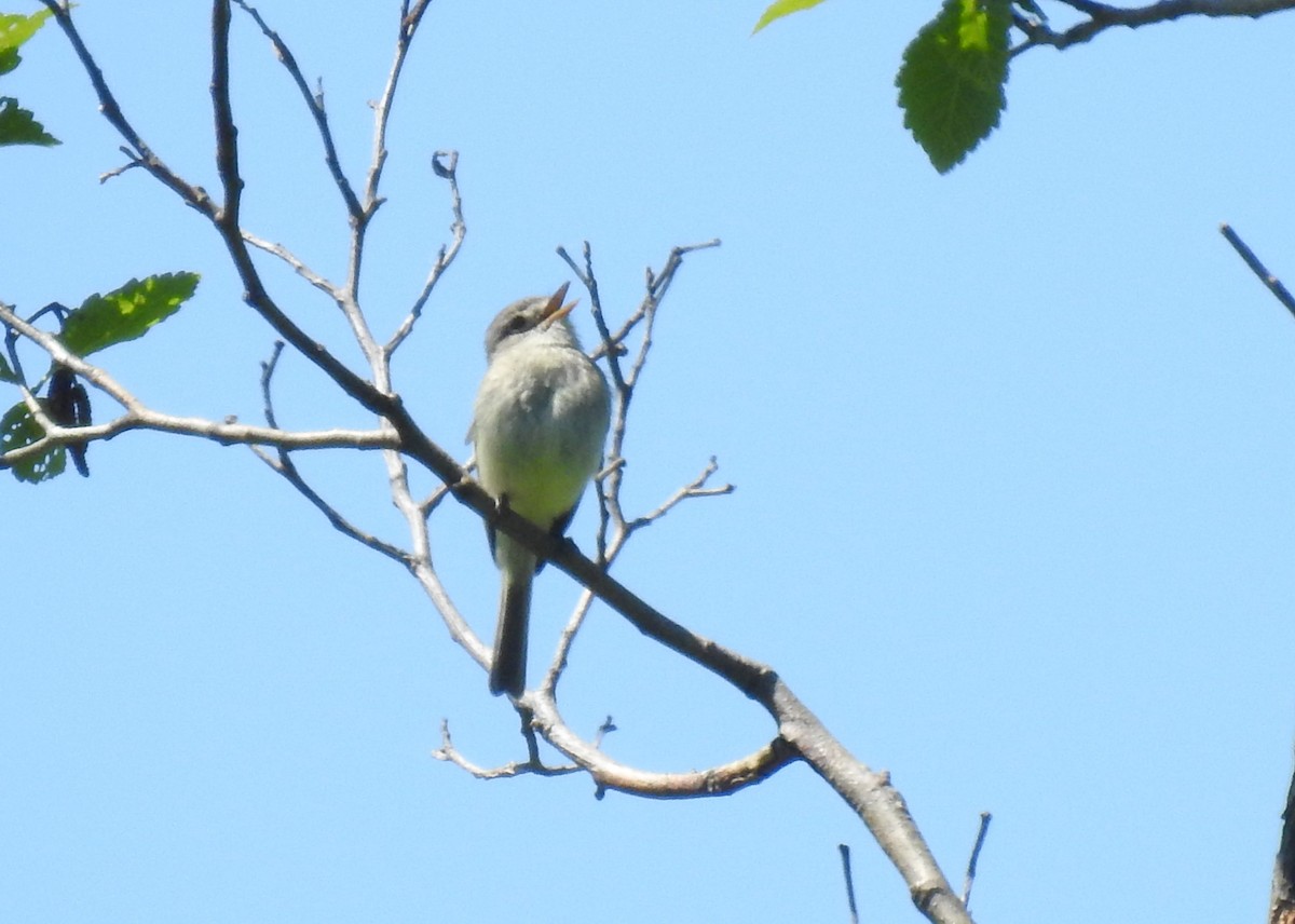 Dusky Flycatcher - ML620241187