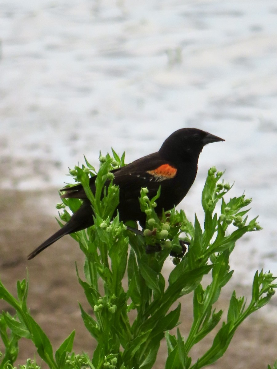 Red-winged Blackbird - ML620241188