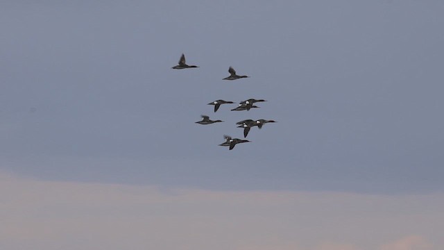 Red-breasted Merganser - ML620241195