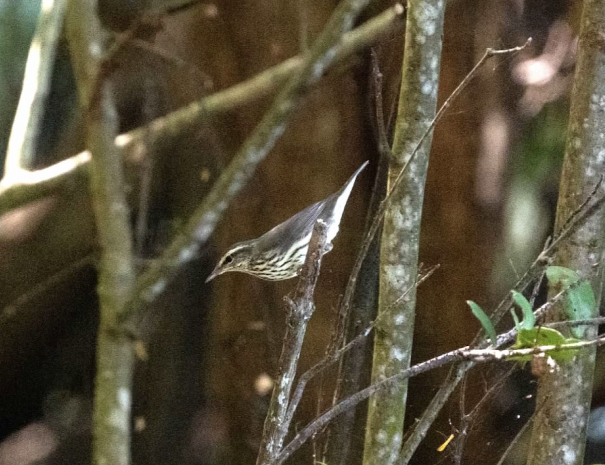 Louisiana Waterthrush - ML620241198