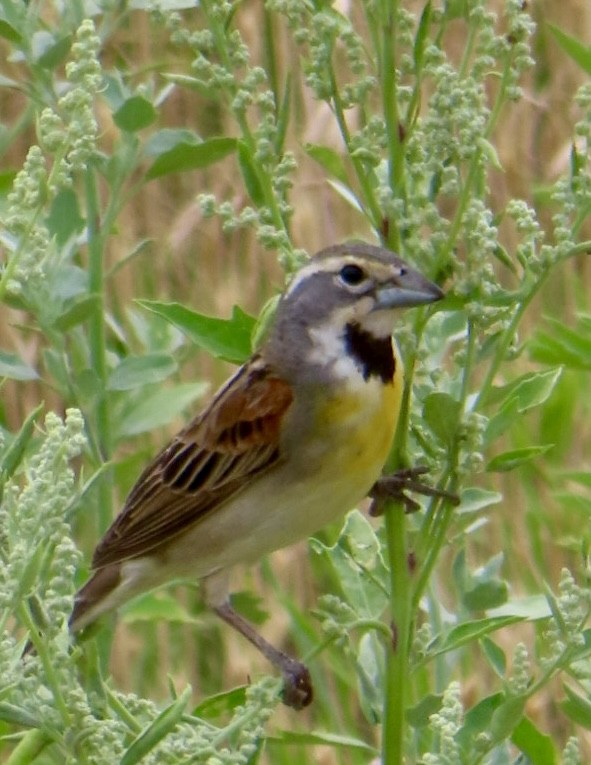 Dickcissel d'Amérique - ML620241199