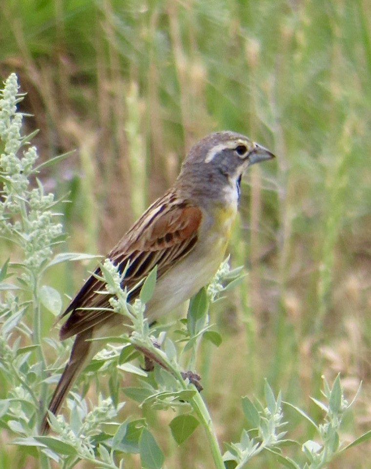 Dickcissel d'Amérique - ML620241200