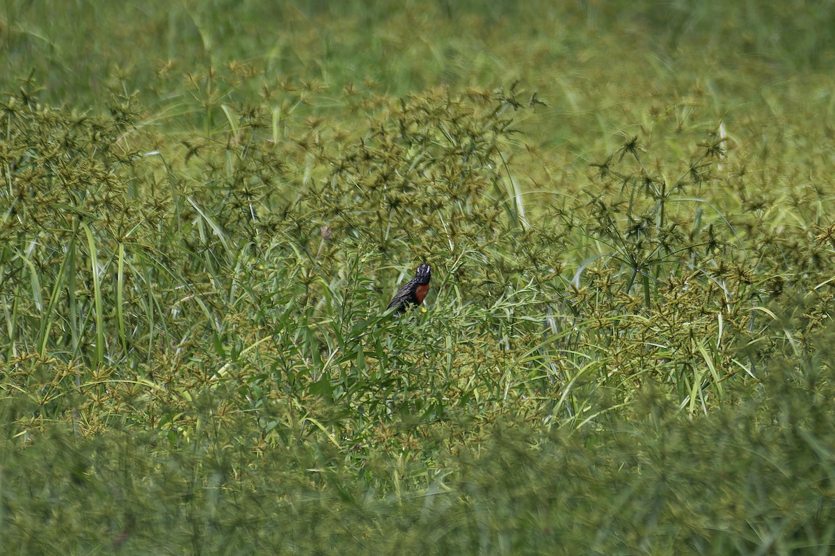 Red-breasted Meadowlark - ML620241201