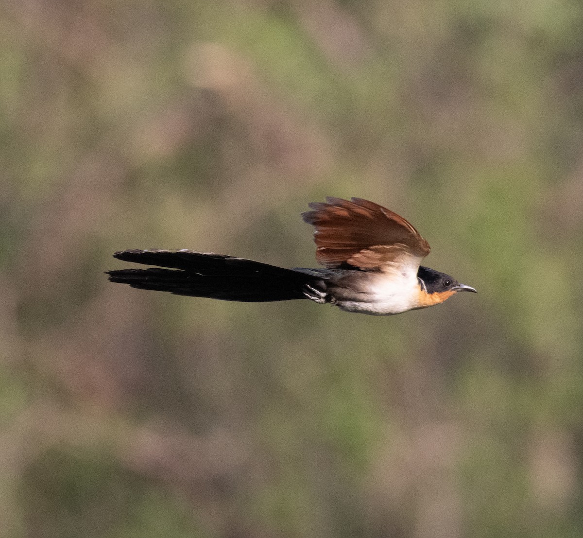 Chestnut-winged Cuckoo - ML620241206