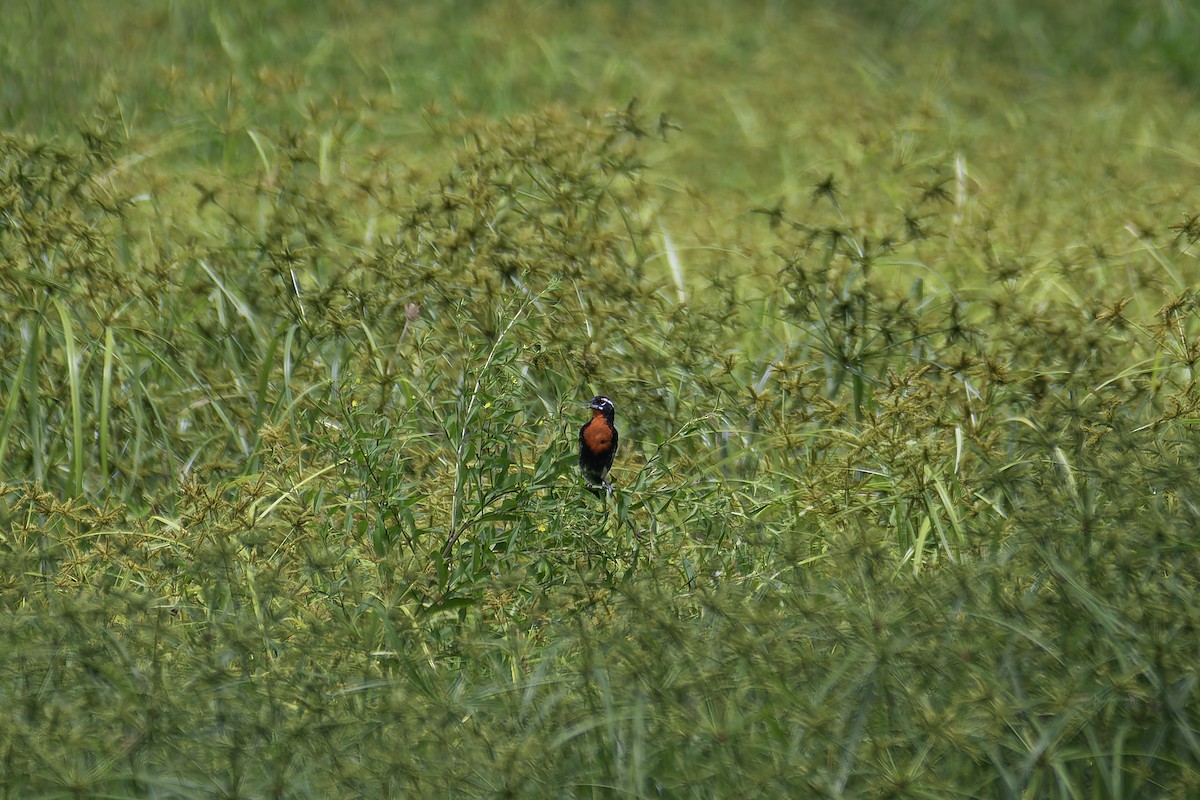 Red-breasted Meadowlark - ML620241208