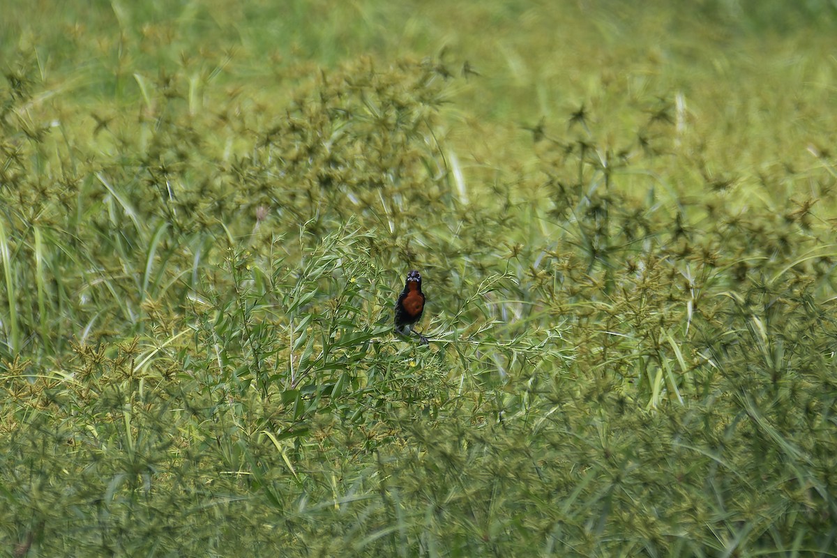 Red-breasted Meadowlark - ML620241209