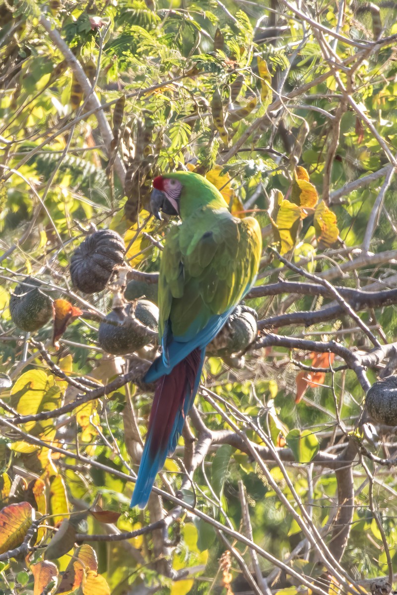 Military Macaw - Jodi Boe