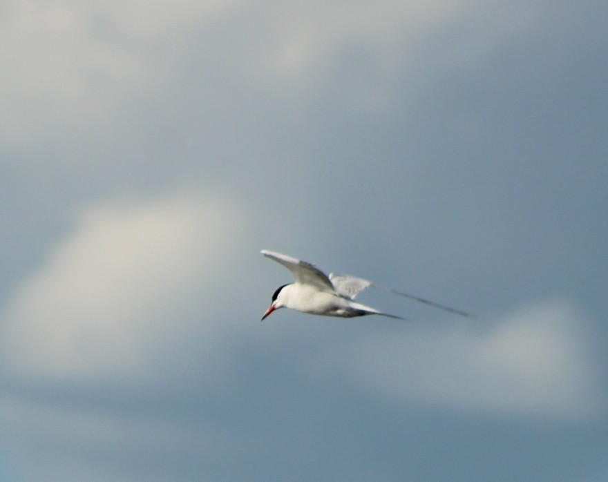 Common Tern - ML620241211