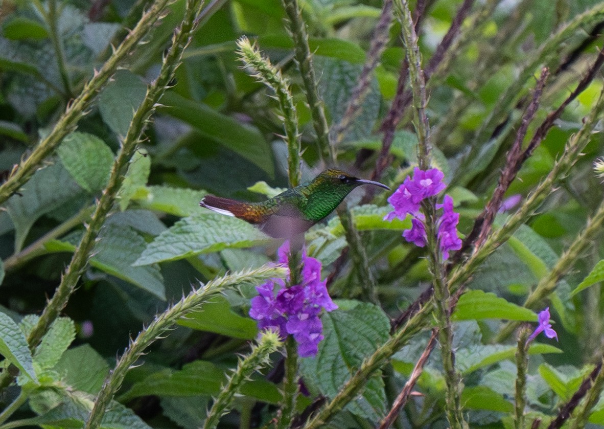 kolibřík měděnohlavý - ML620241213