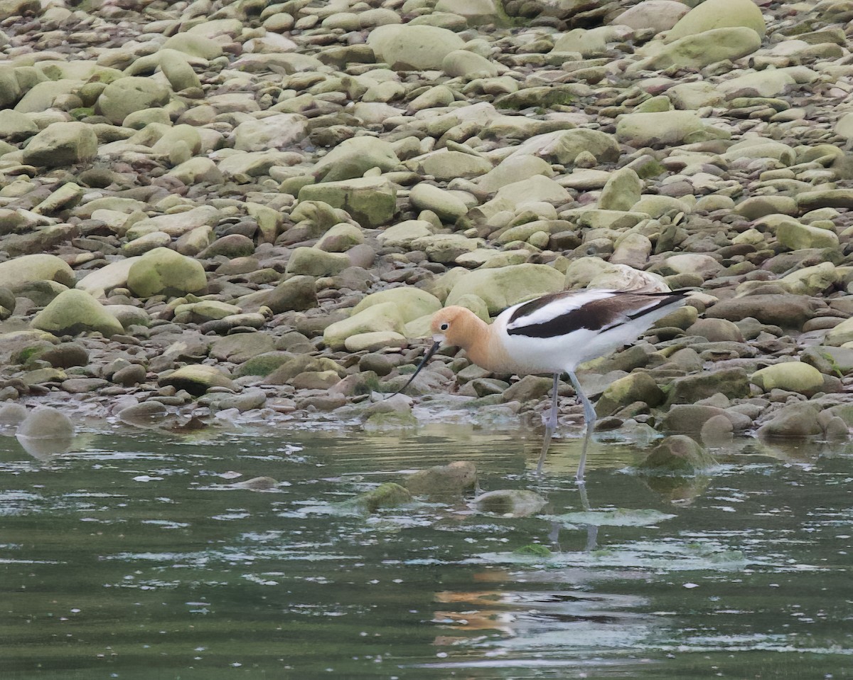 Avocette d'Amérique - ML620241214