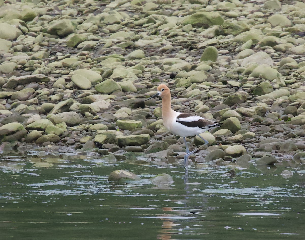 Avocette d'Amérique - ML620241215