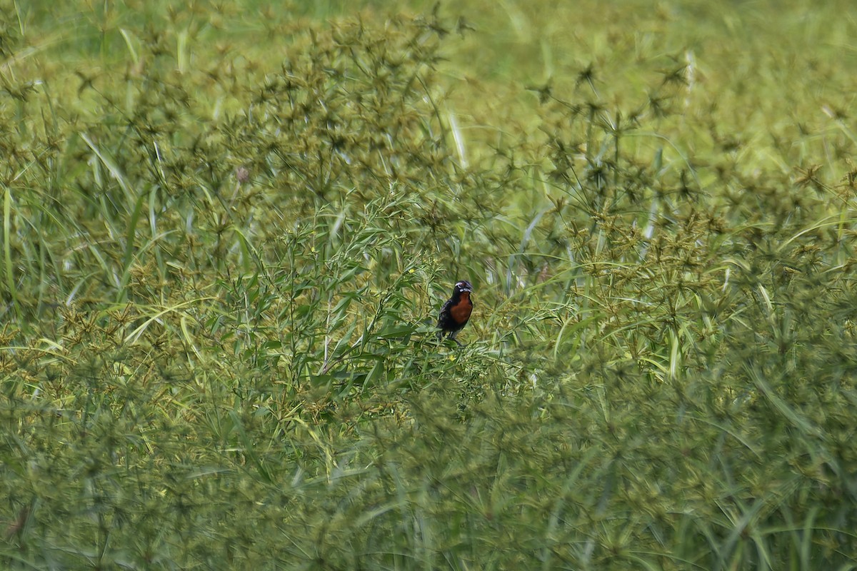 Red-breasted Meadowlark - ML620241217