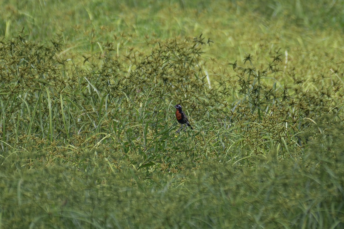 Red-breasted Meadowlark - George Roussey