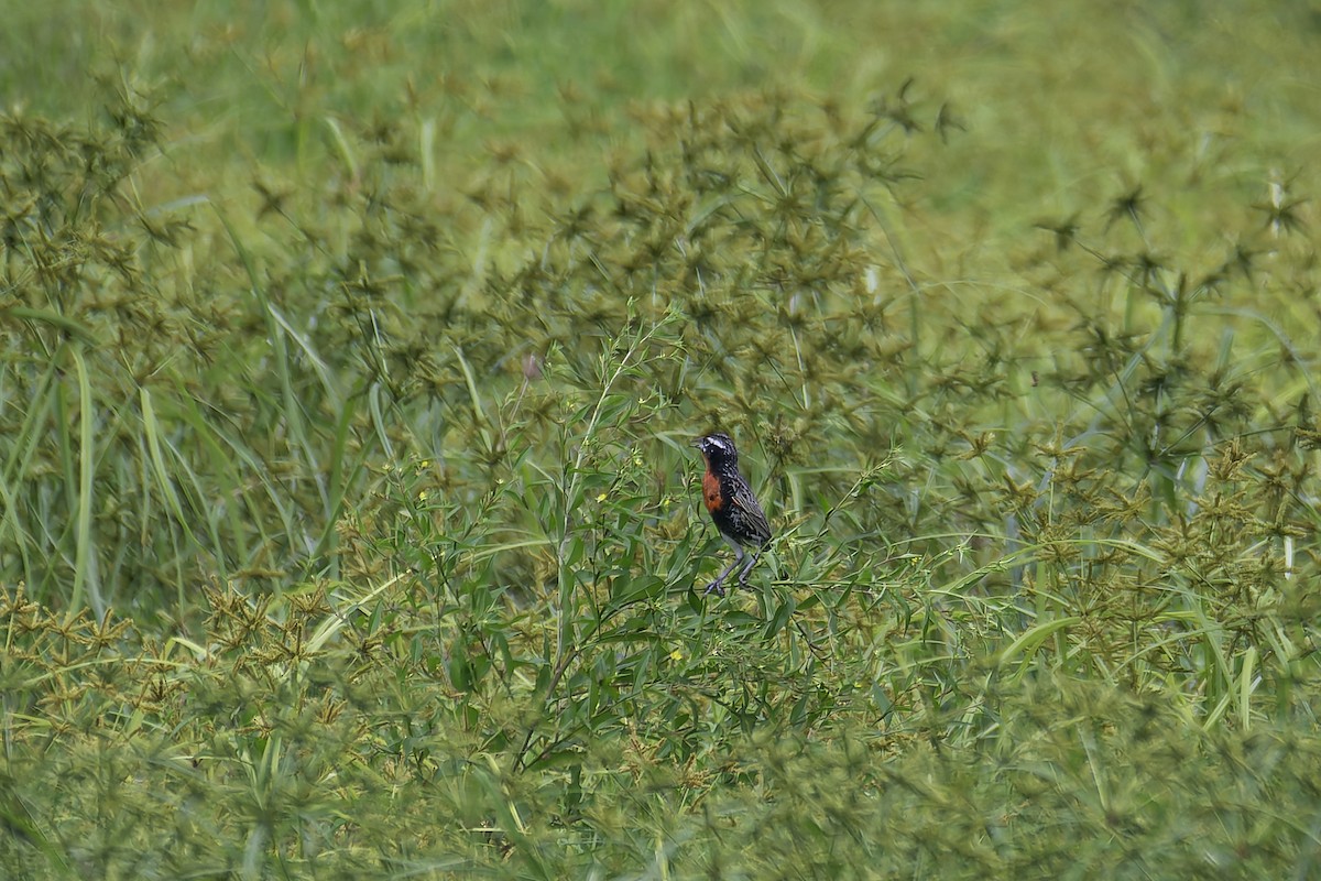 Red-breasted Meadowlark - ML620241235