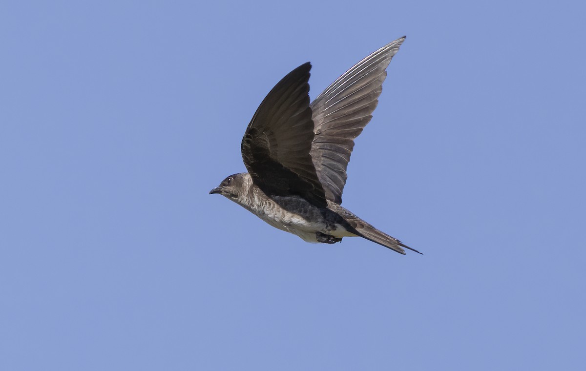 Golondrina Purpúrea - ML620241241