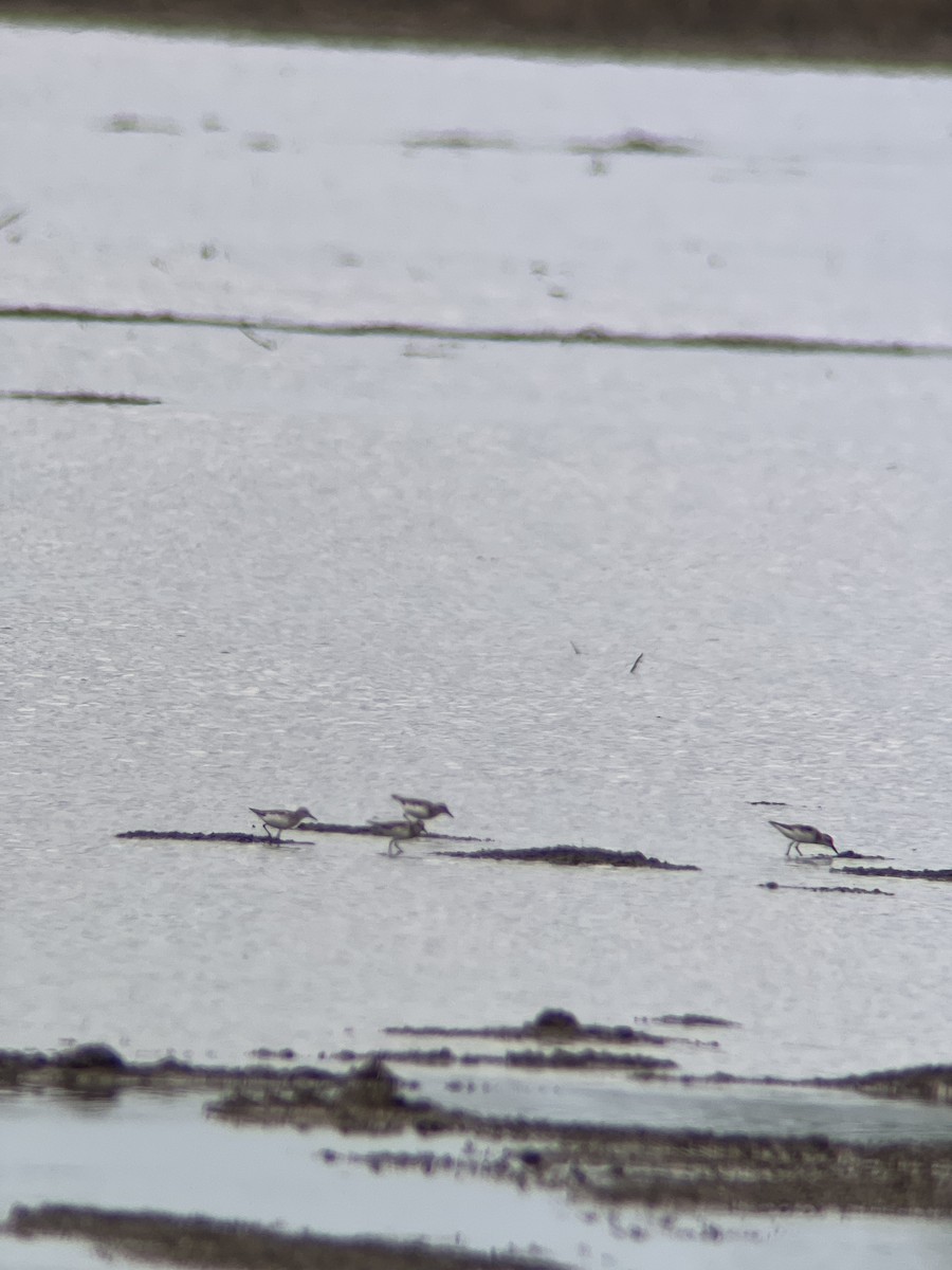 Semipalmated Sandpiper - ML620241246