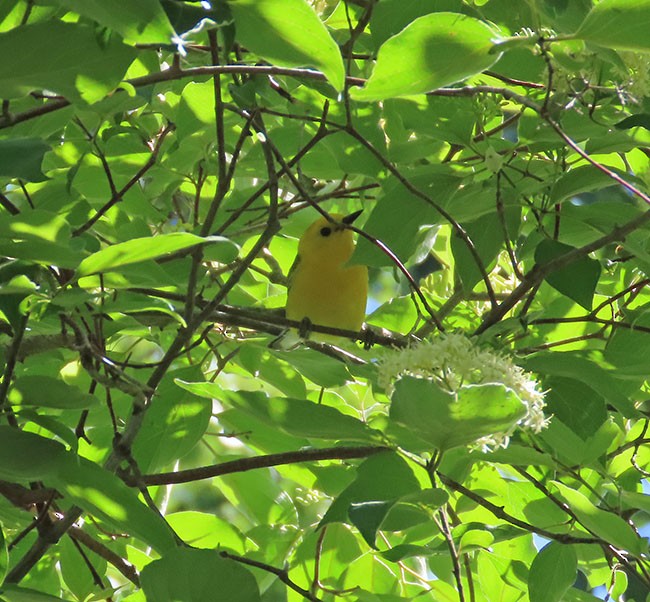 Prothonotary Warbler - ML620241248
