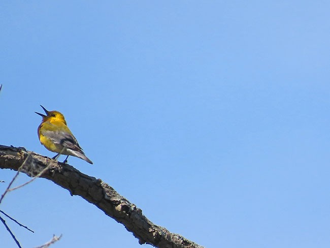 Prothonotary Warbler - ML620241262