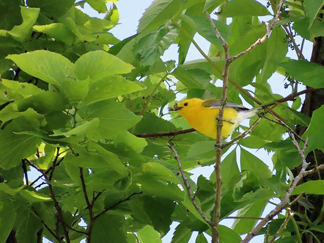 Prothonotary Warbler - ML620241266