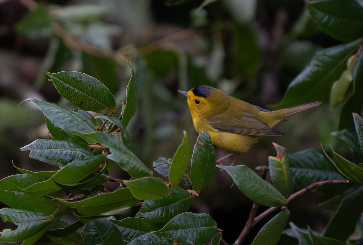 Wilson's Warbler - ML620241269