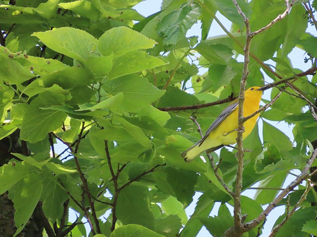Prothonotary Warbler - ML620241273
