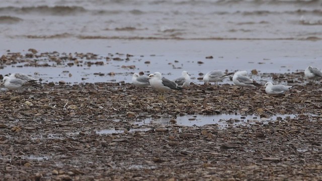 Gaviota Japonesa - ML620241275