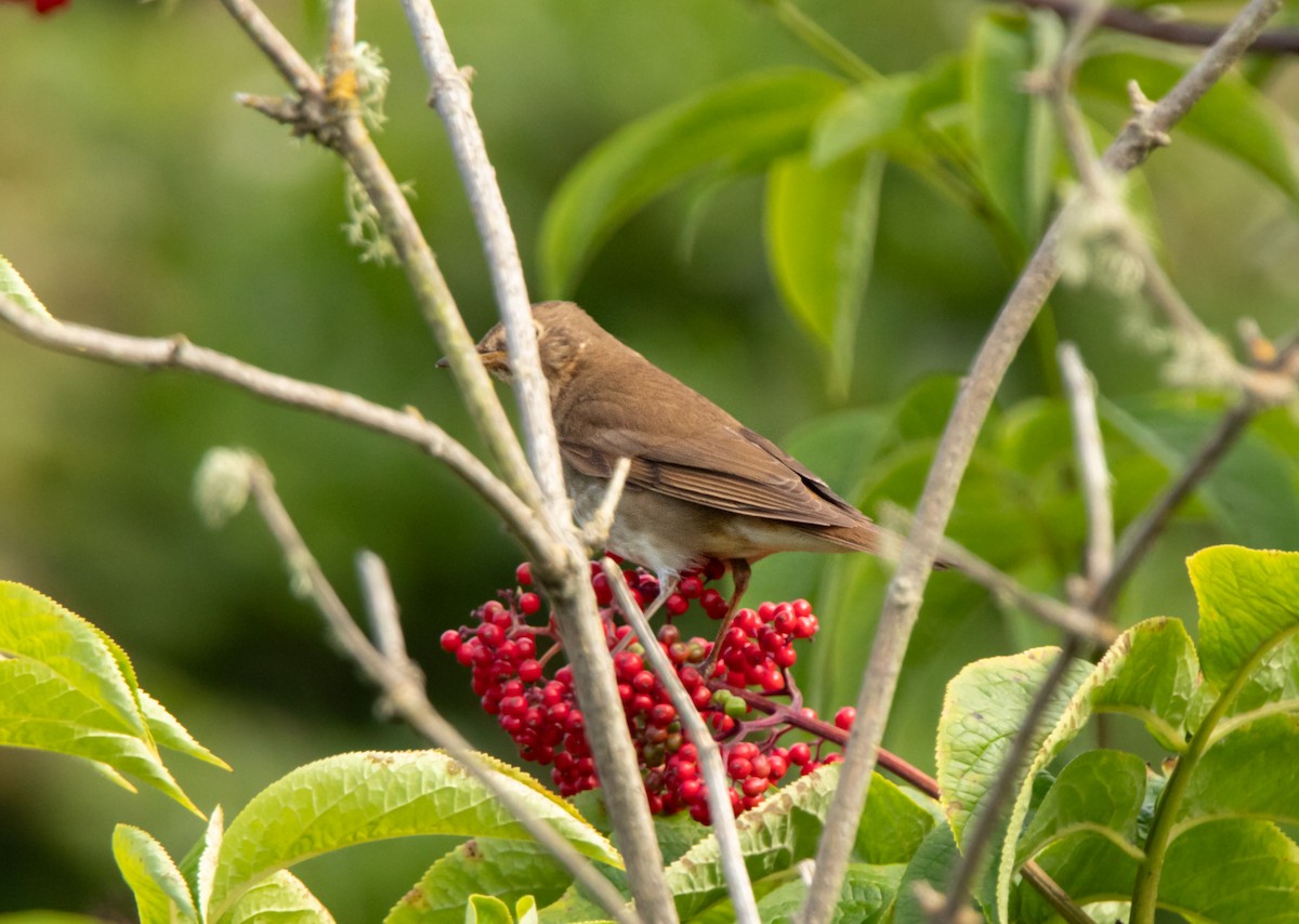 Swainson's Thrush - ML620241282