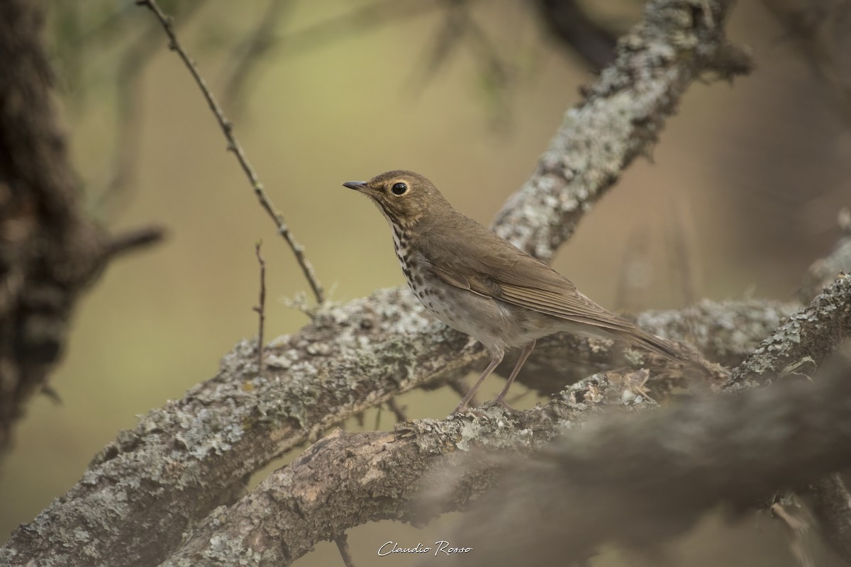 Swainson's Thrush - ML620241287