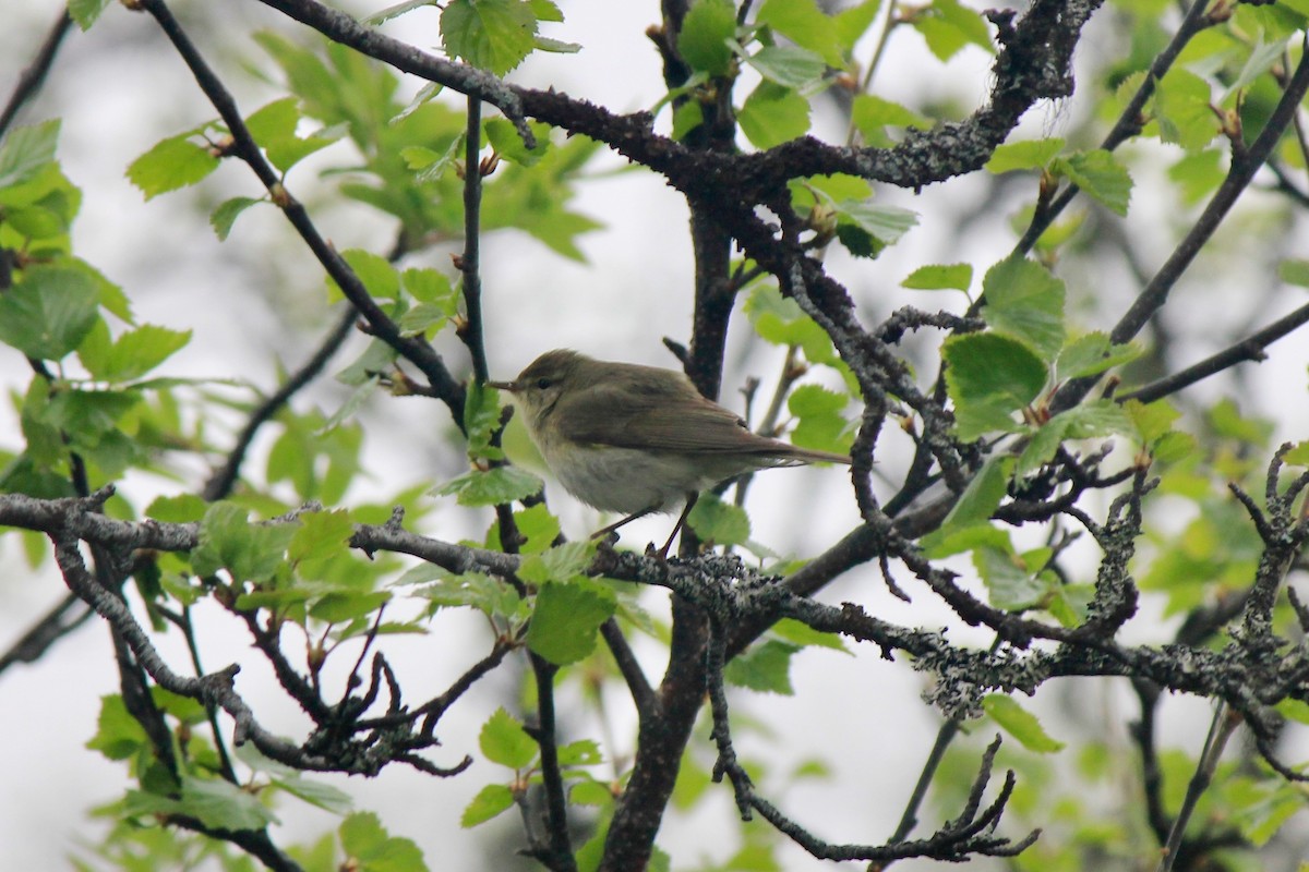 Willow Warbler - ML620241291