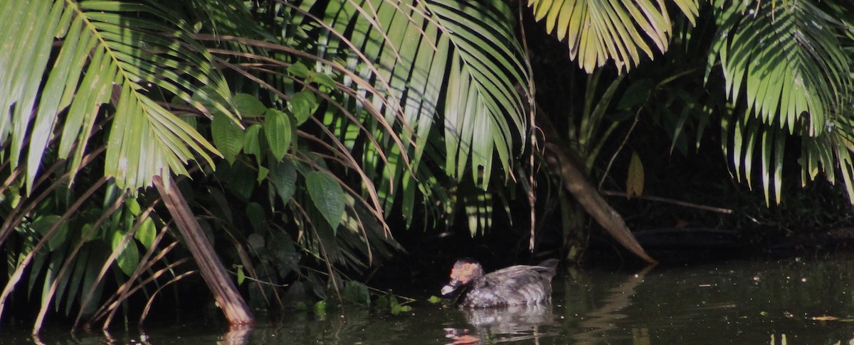 Muscovy Duck - ML620241293