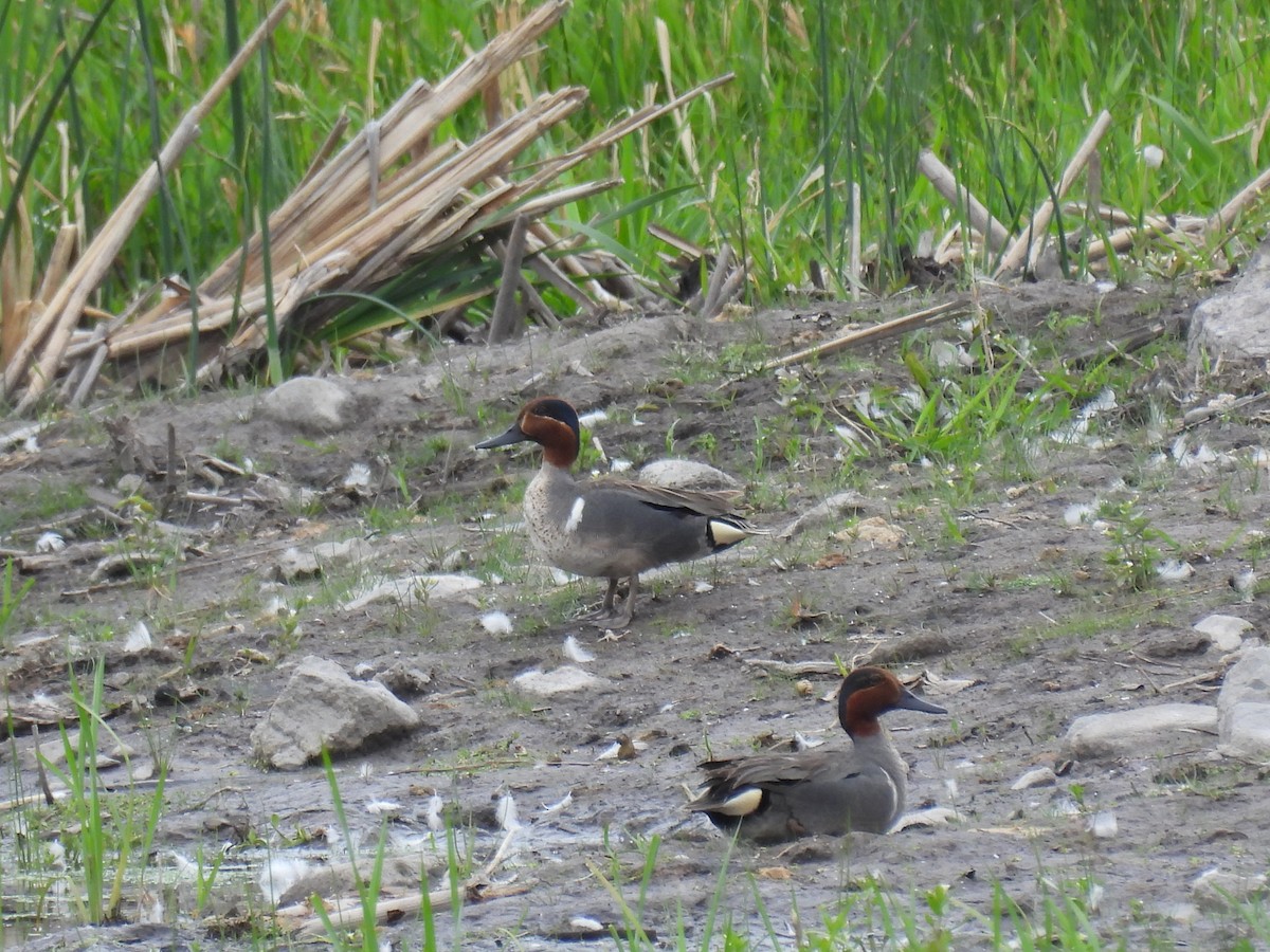 Green-winged Teal - ML620241297