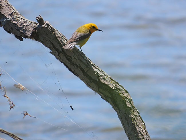 Prothonotary Warbler - ML620241300