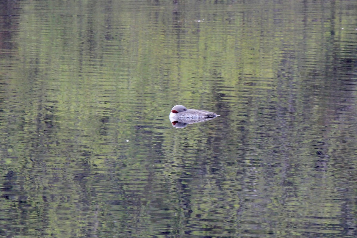 Red-throated Loon - ML620241301