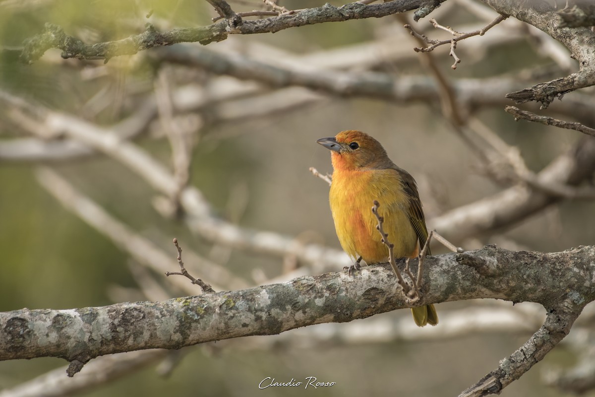Hepatic Tanager - ML620241307