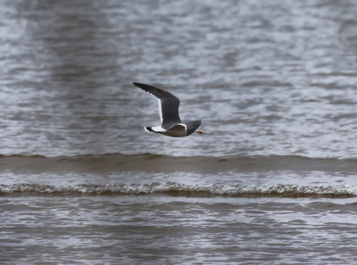 Black-tailed Gull - ML620241308