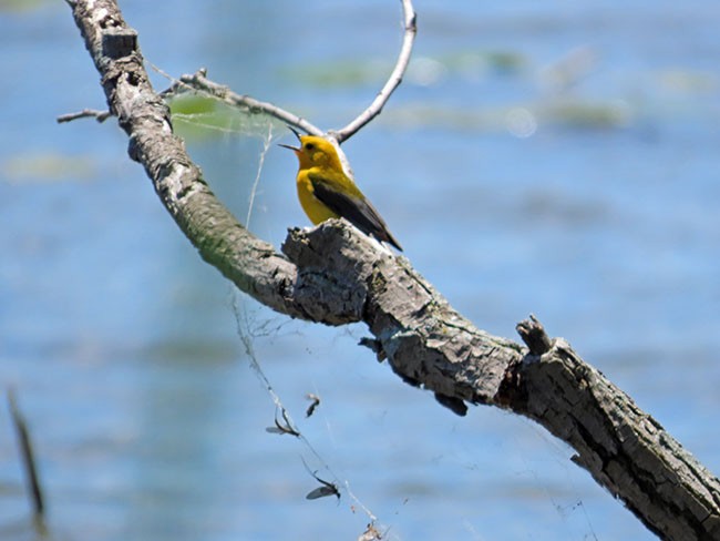 Prothonotary Warbler - ML620241311
