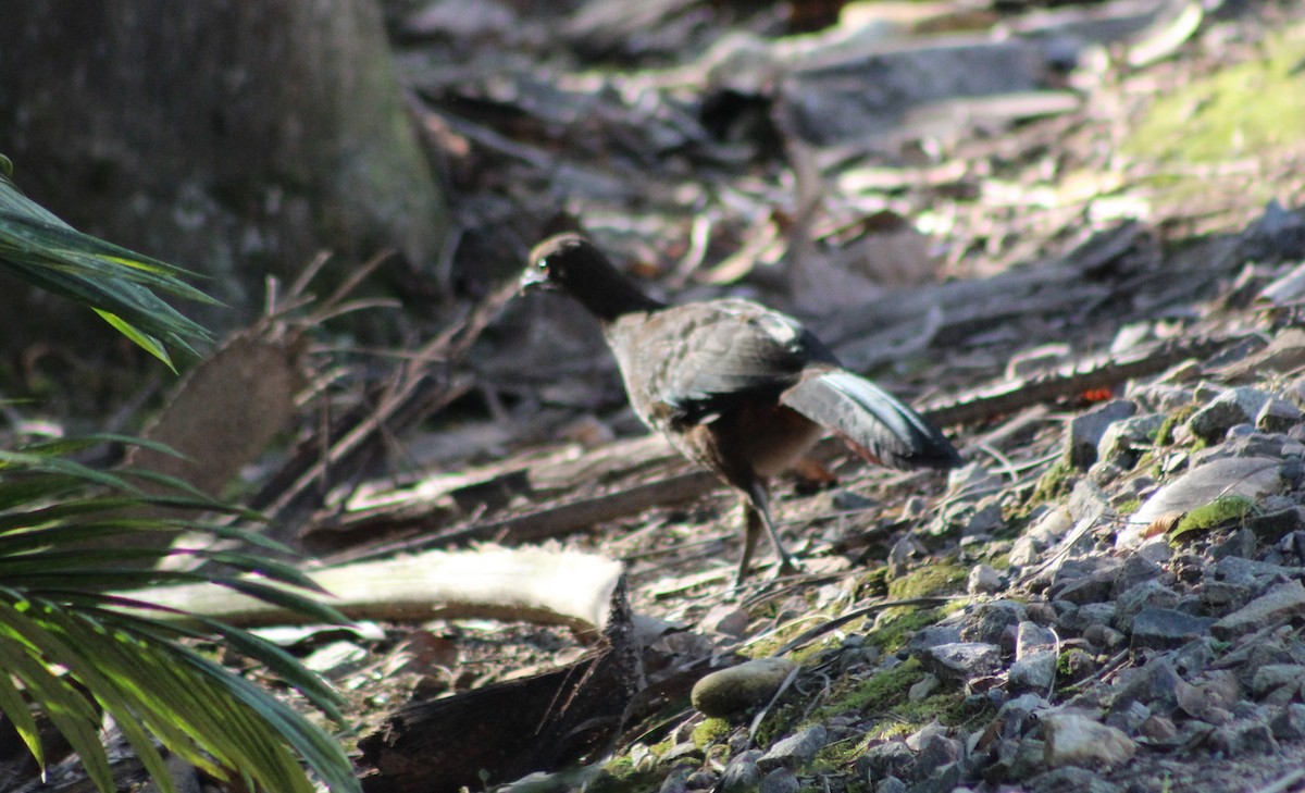 Scaled Chachalaca - ML620241312